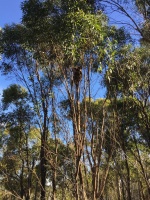 Коала на эвкалипте.jpg Коала на эвкалипте.jpg